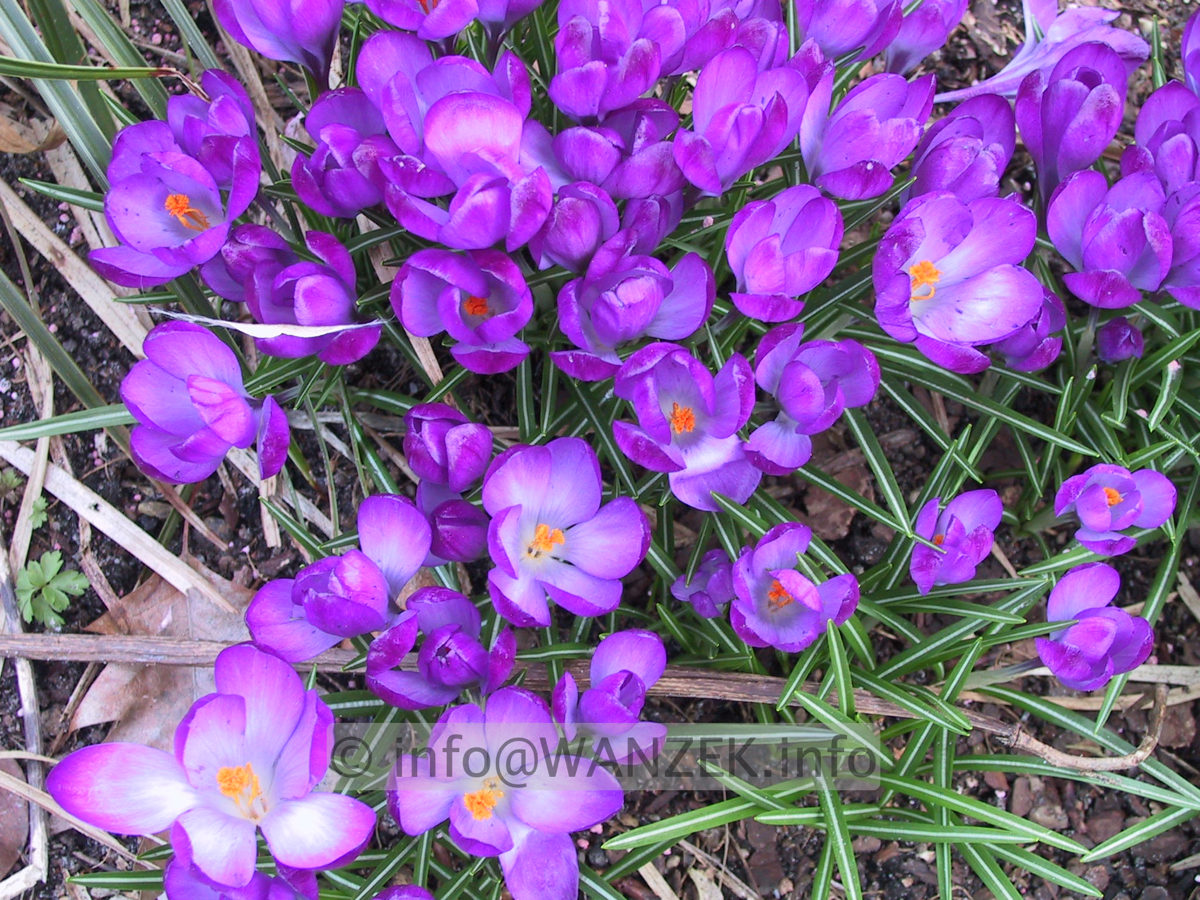 Crocus blau.JPG